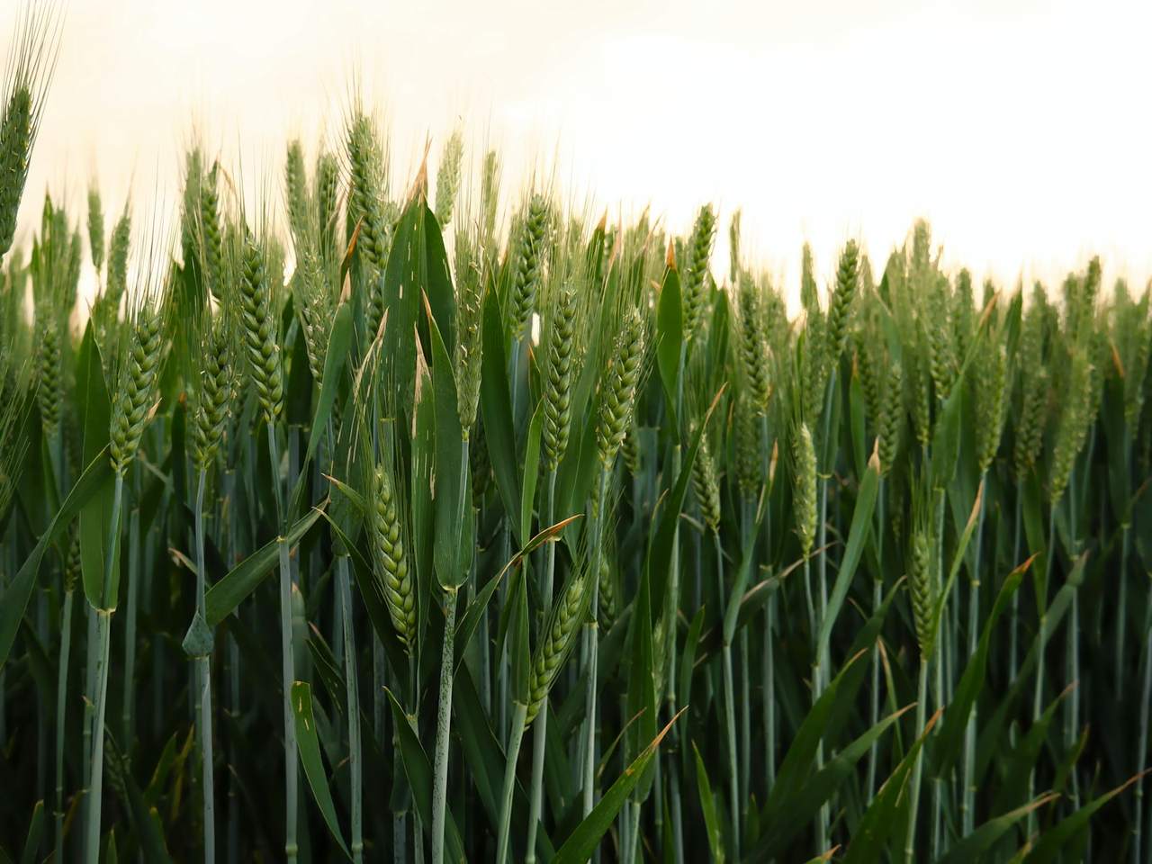Young green wheat ears in a field at sunset