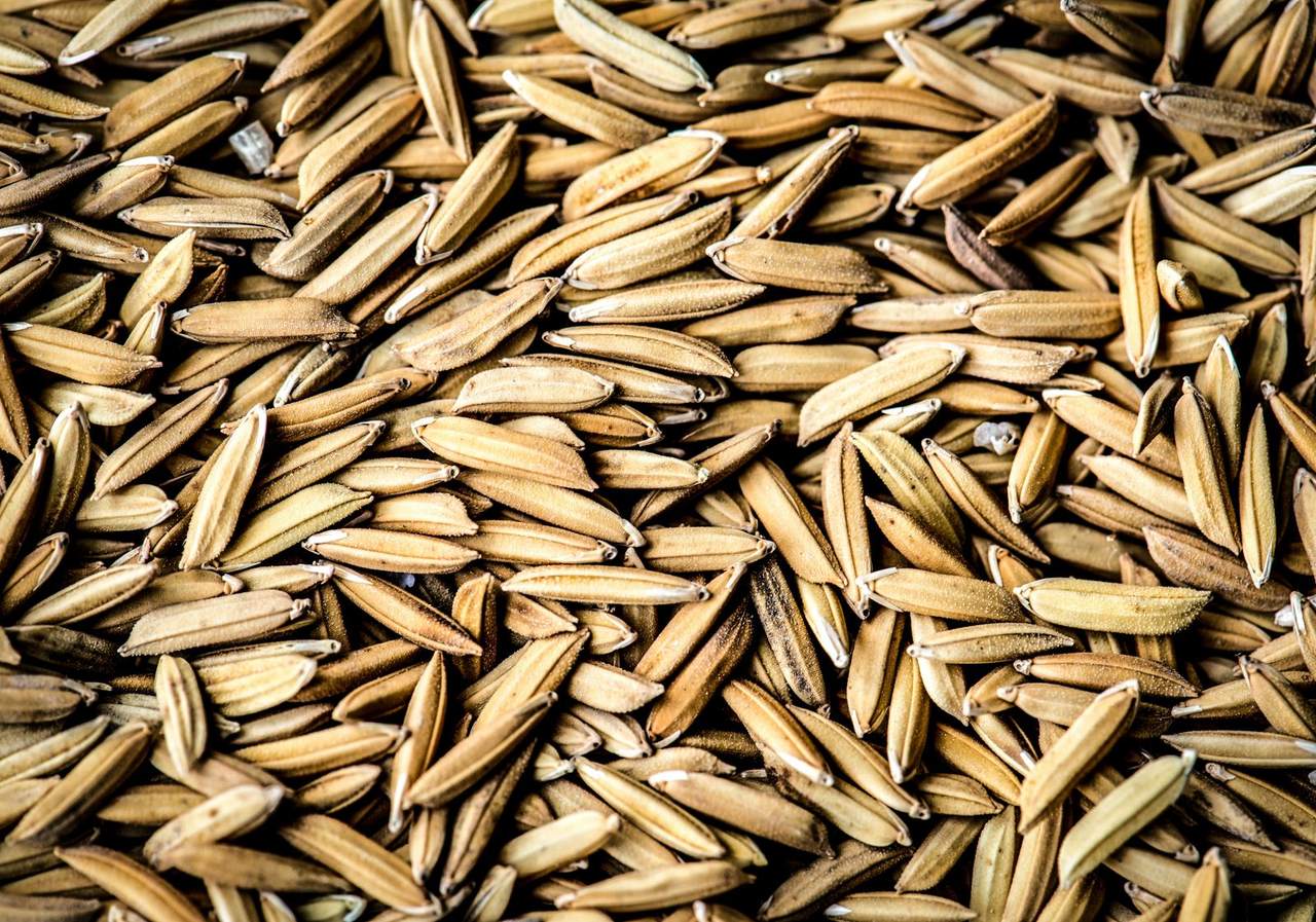 Close-up of unmilled paddy rice grains in their golden husks