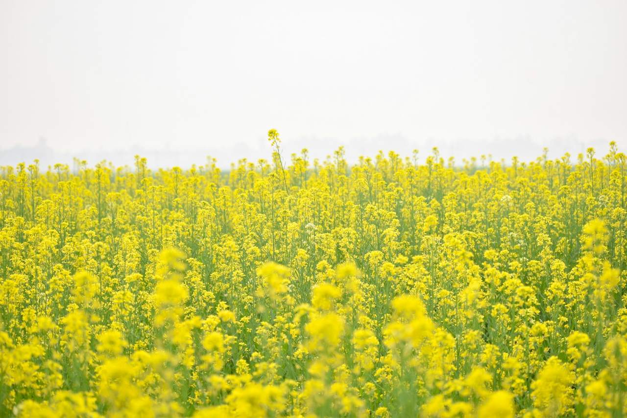 A field of mustard in full yellow flower under a hazy sky