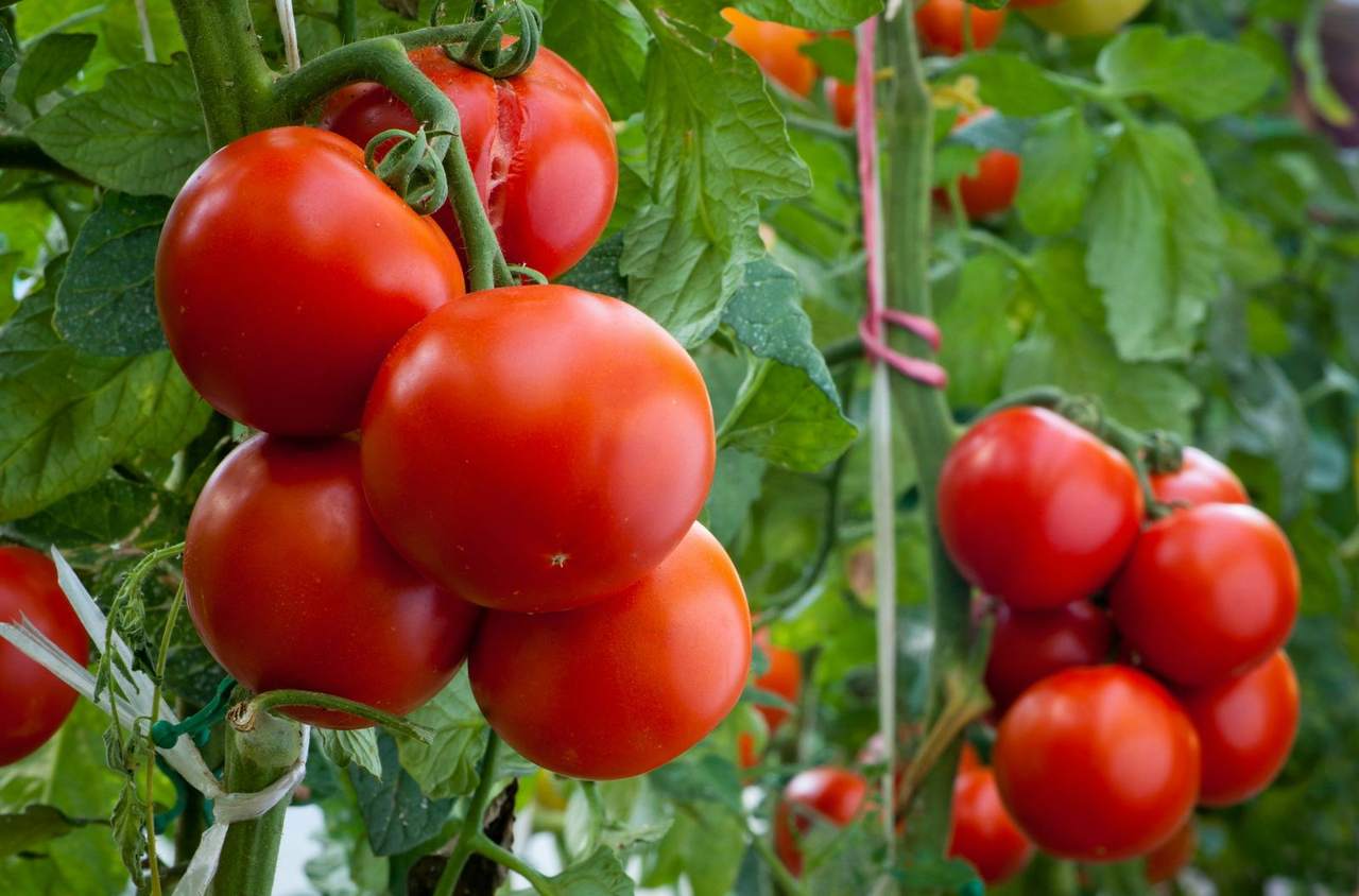 Clusters of ripe red tomatoes on the vine inside a greenhouse