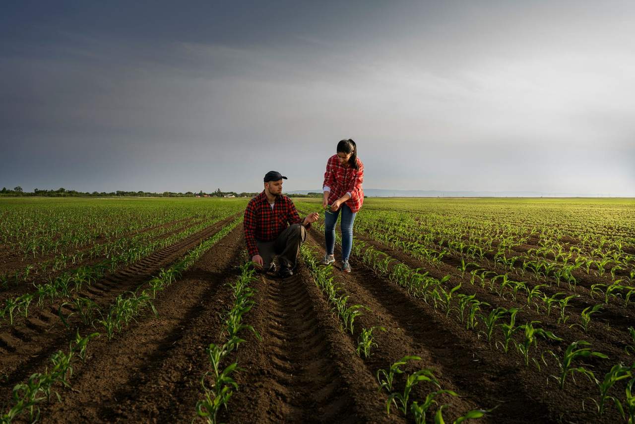 Two people inspecting rows of young maize plants in a large field