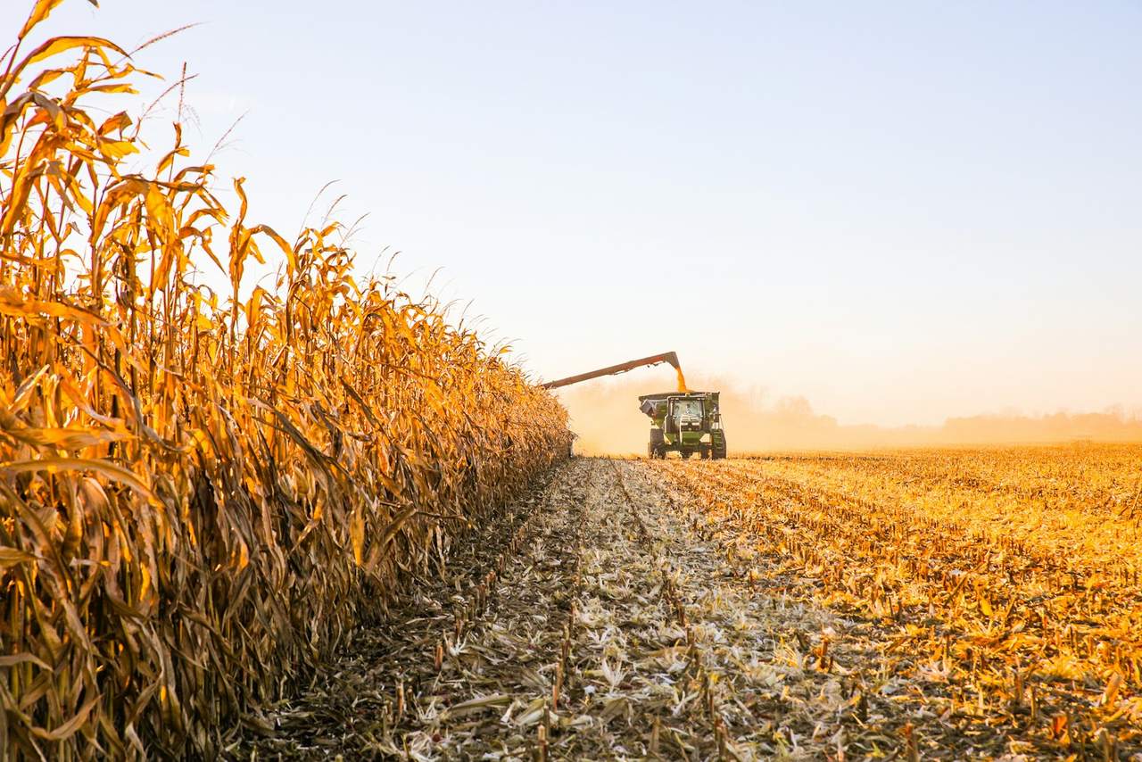 A combine unloading grain into a cart at the edge of a ripe maize field at harvest