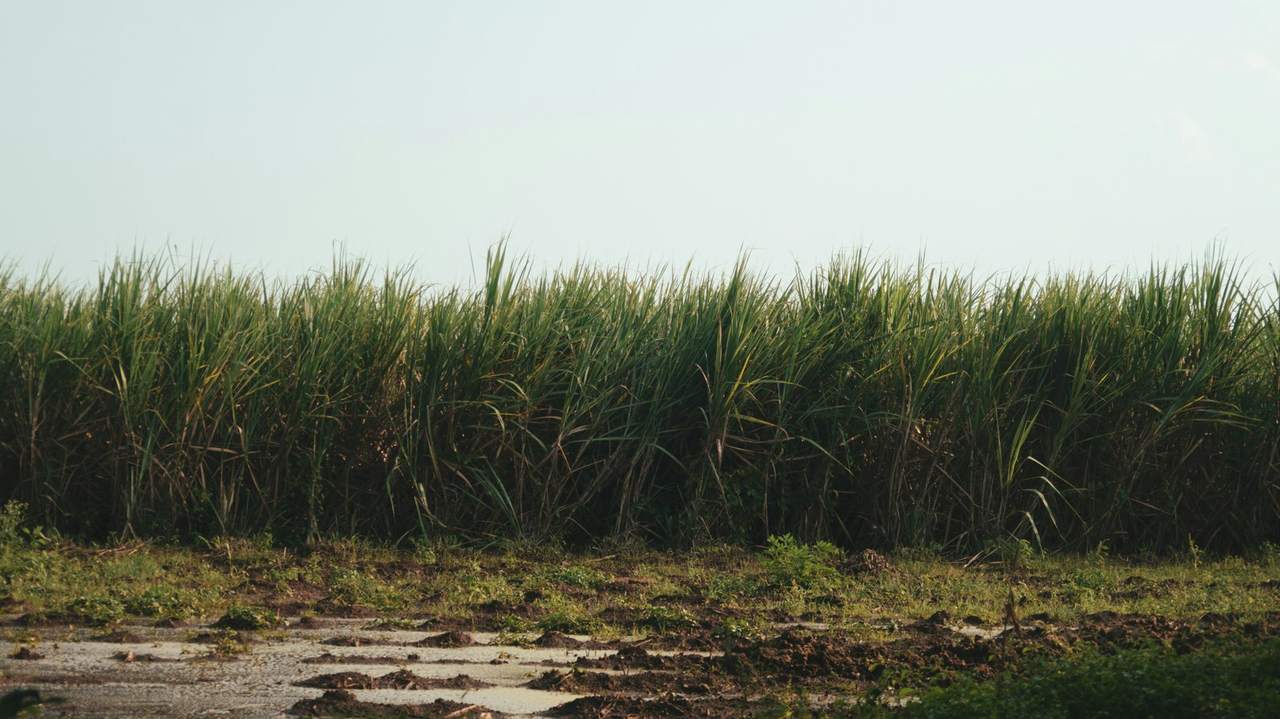 A dense stand of tall green sugarcane at the edge of a muddy field under a pale sky
