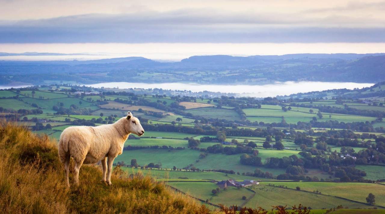 A sheep on a grassy hillside above a patchwork of green fields and low morning mist