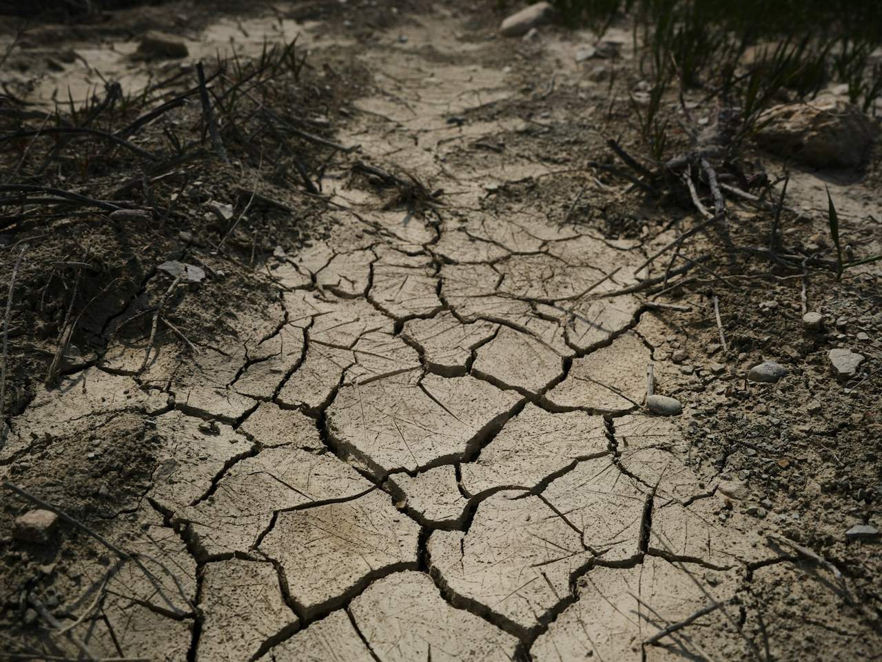 Dry, deeply cracked soil between tufts of dead grass